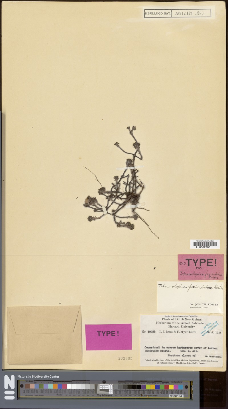 Tetramolopium fasciculatum photo 4