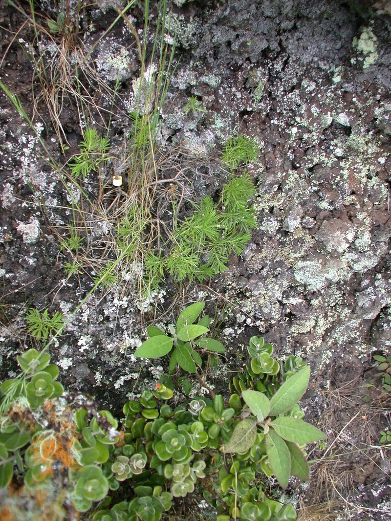 Ridgetop Tetramolopium photo 2