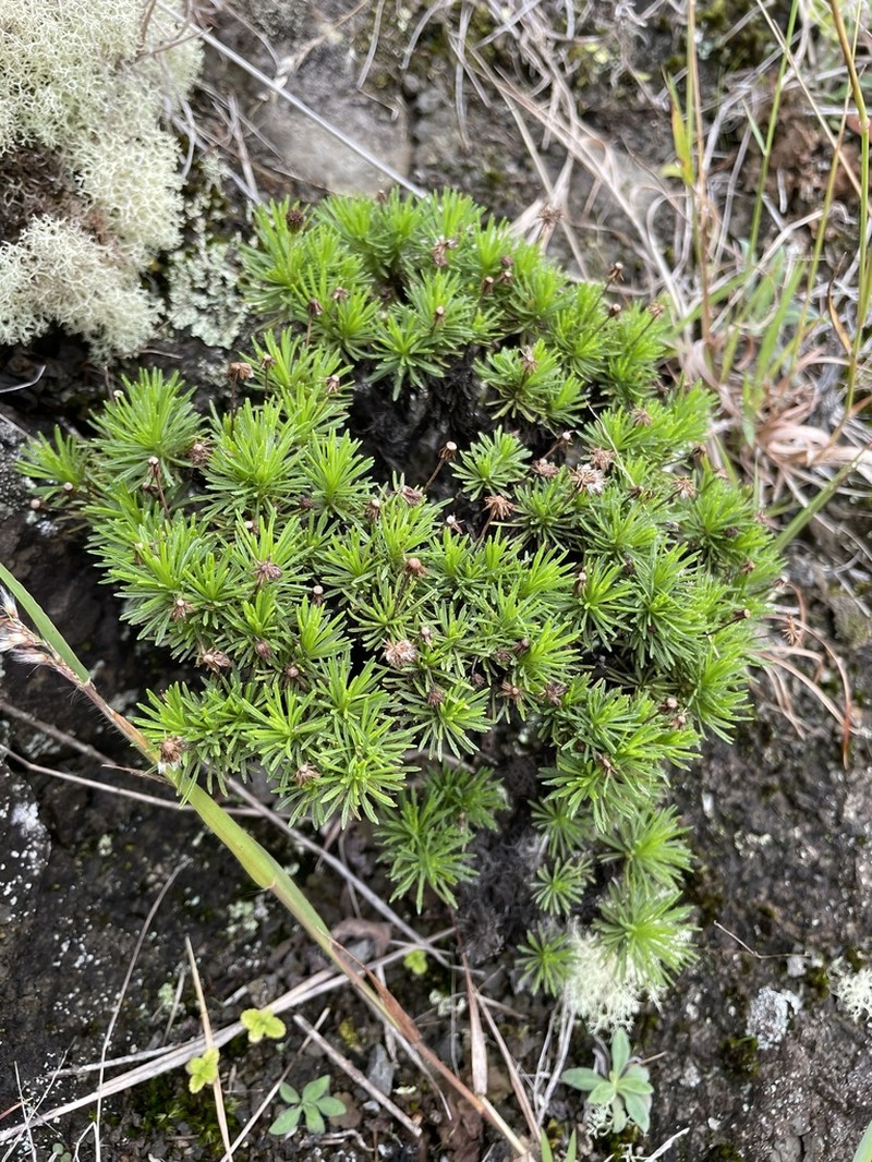Ridgetop Tetramolopium photo 3