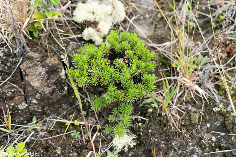 Ridgetop Tetramolopium photo 6
