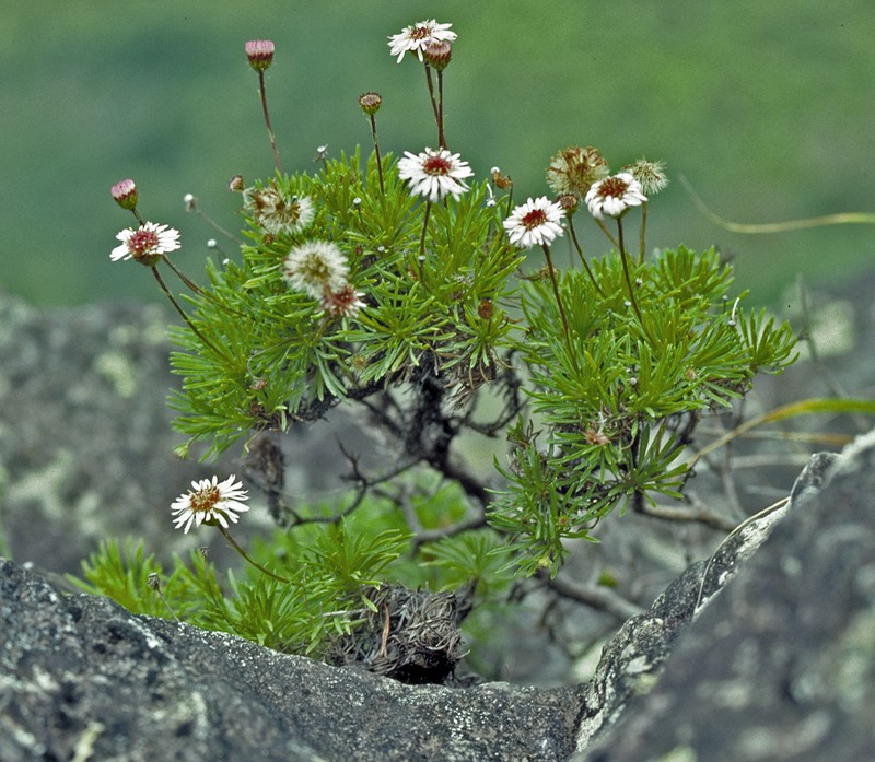 Tetramolopium filiforme var. filiforme