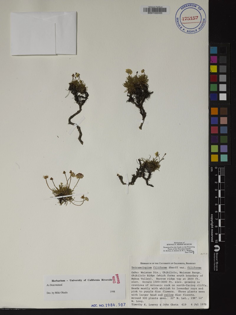 Tetramolopium filiforme var. filiforme photo 2