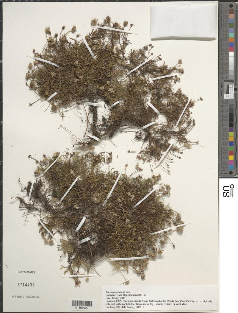 Tetramolopium filiforme var. polyphyllum photo 2