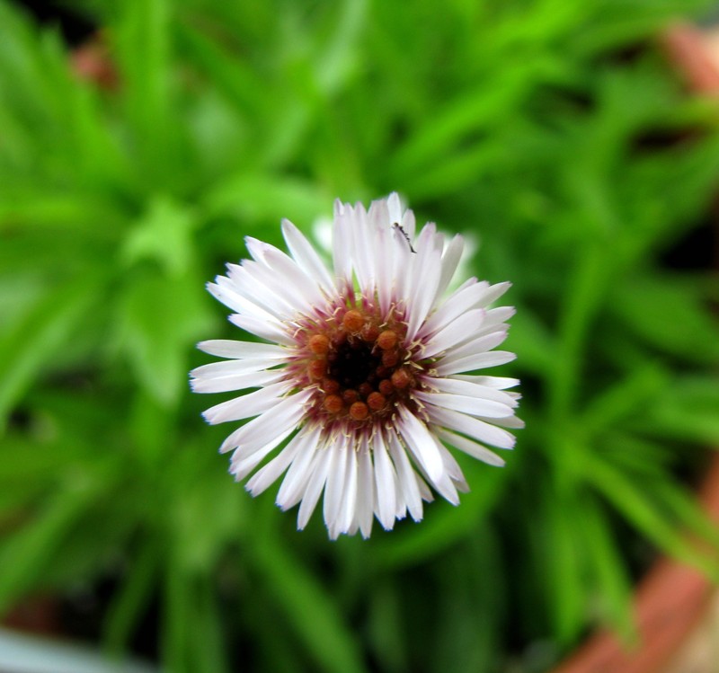 Tetramolopium filiforme var. polyphyllum