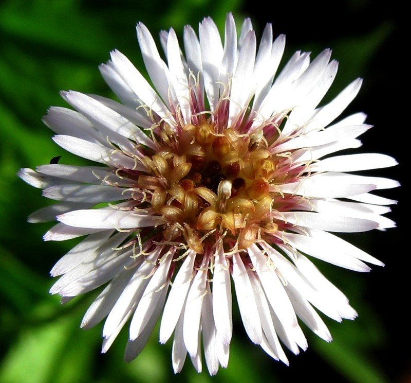 Tetramolopium filiforme var. polyphyllum photo 3