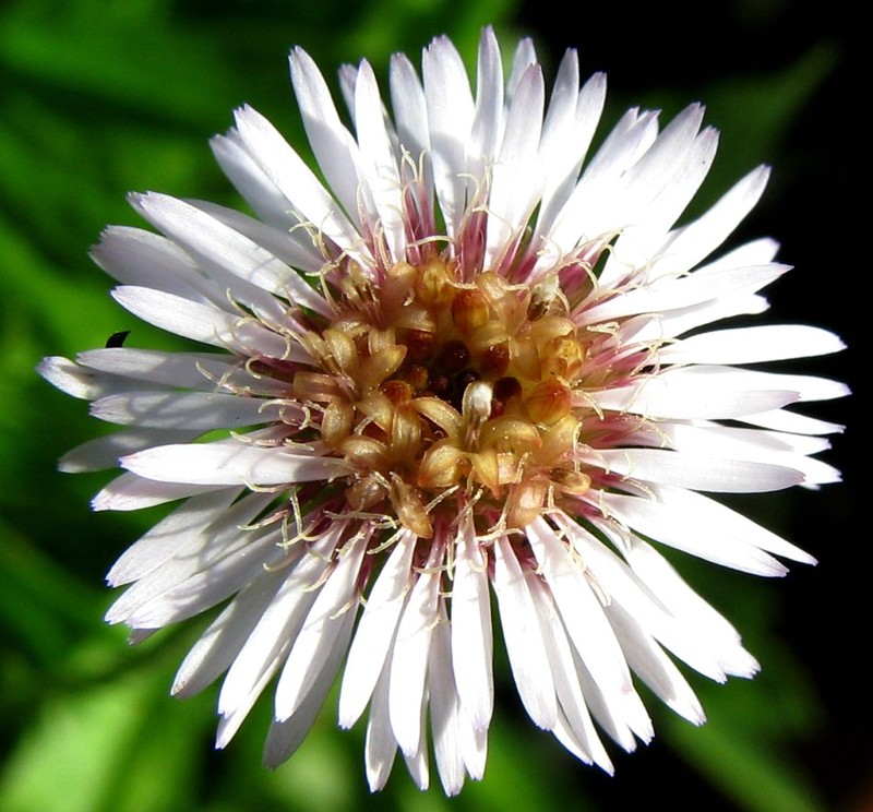 Tetramolopium filiforme var. polyphyllum photo 4