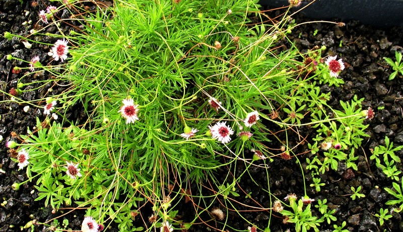 Tetramolopium filiforme var. polyphyllum photo 5