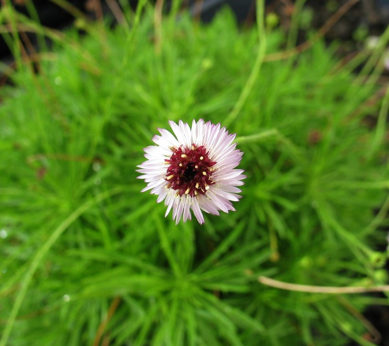 Tetramolopium filiforme var. polyphyllum photo 7