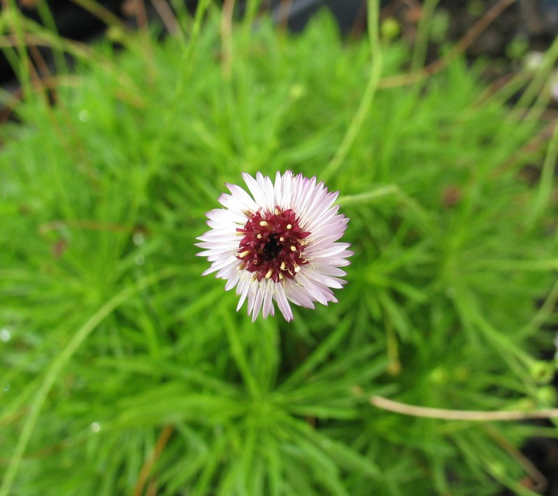 Tetramolopium filiforme var. polyphyllum photo 8