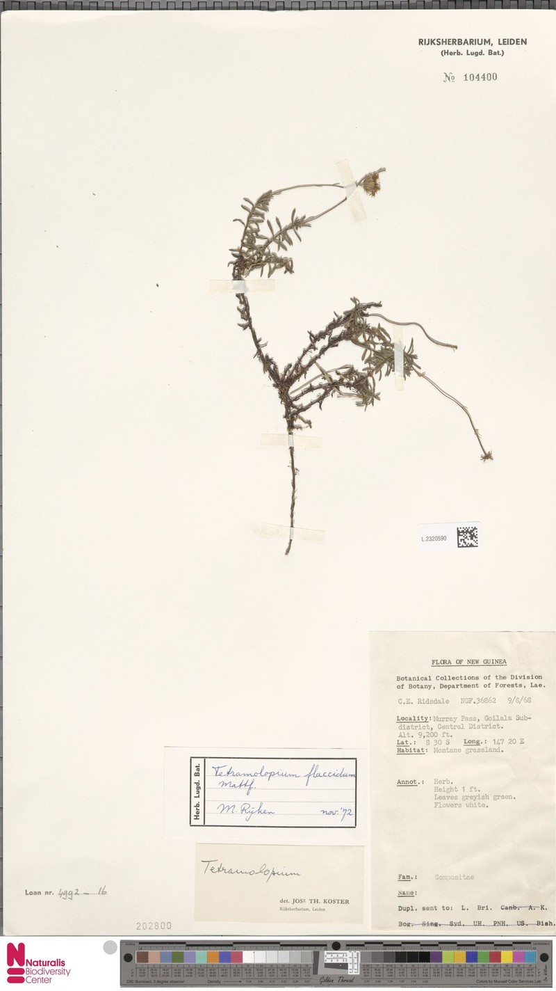 Tetramolopium flaccidum