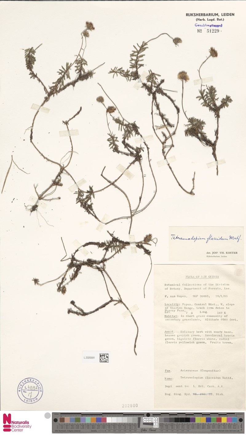 Tetramolopium flaccidum photo 2