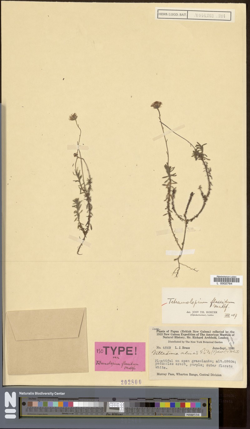 Tetramolopium flaccidum photo 3
