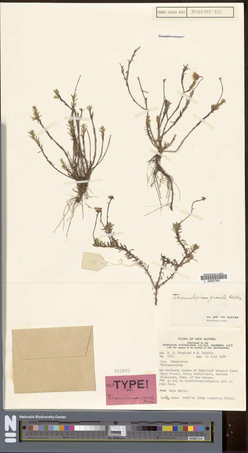 Tetramolopium gracile