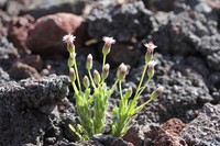 Alpine Tetramolopium