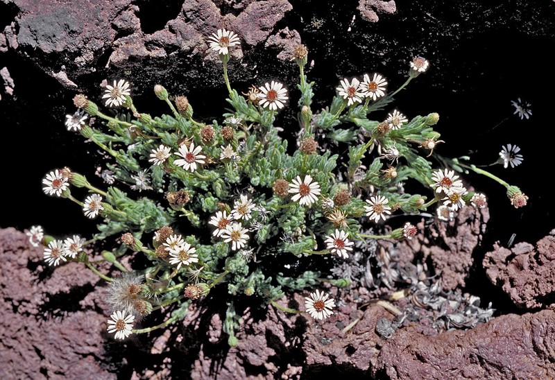 Alpine Tetramolopium photo 2