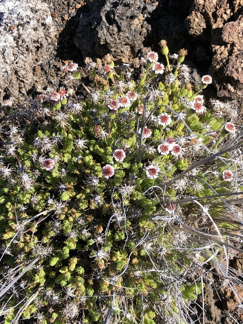 Alpine Tetramolopium photo 3