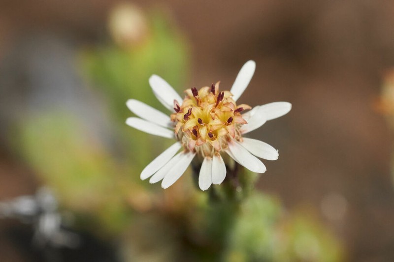 Alpine Tetramolopium photo 5