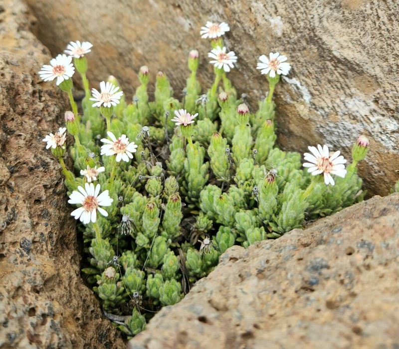 Alpine Tetramolopium photo 6