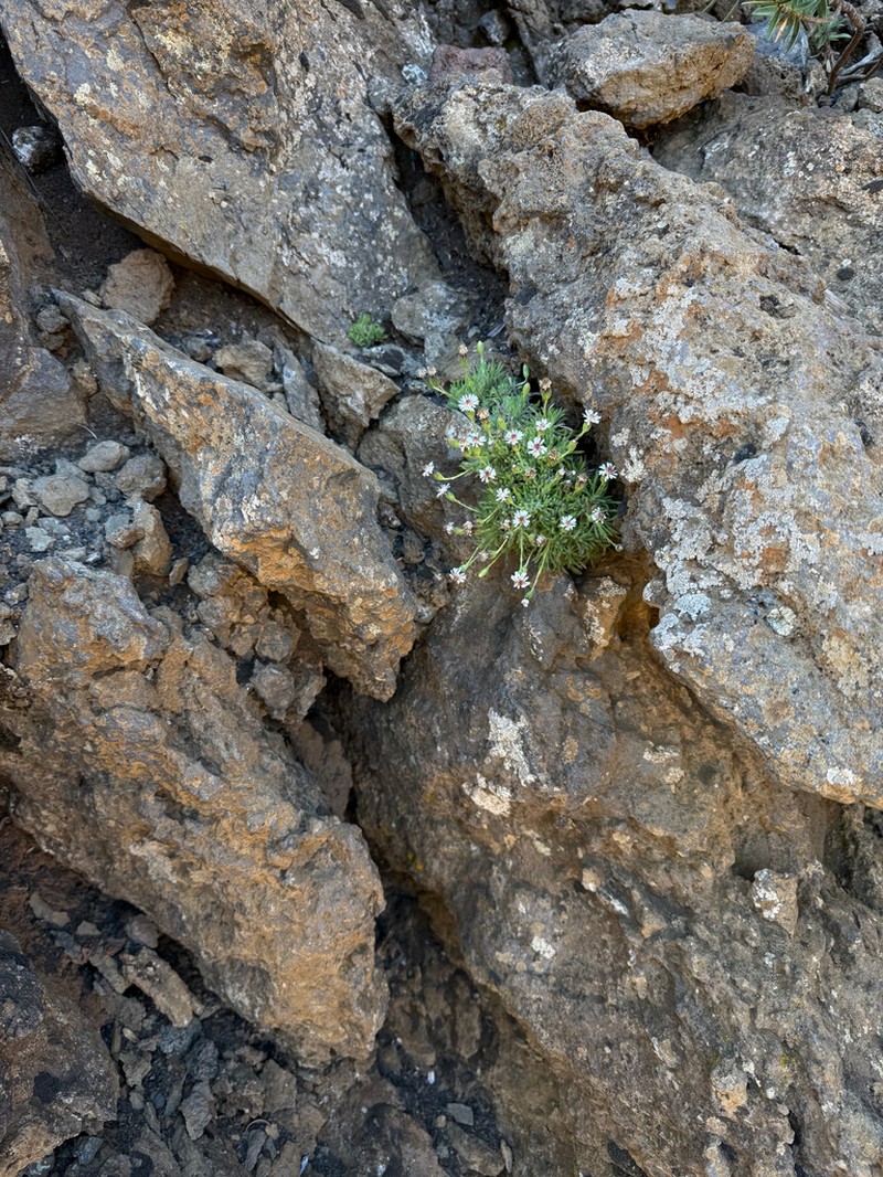 Alpine Tetramolopium photo 7