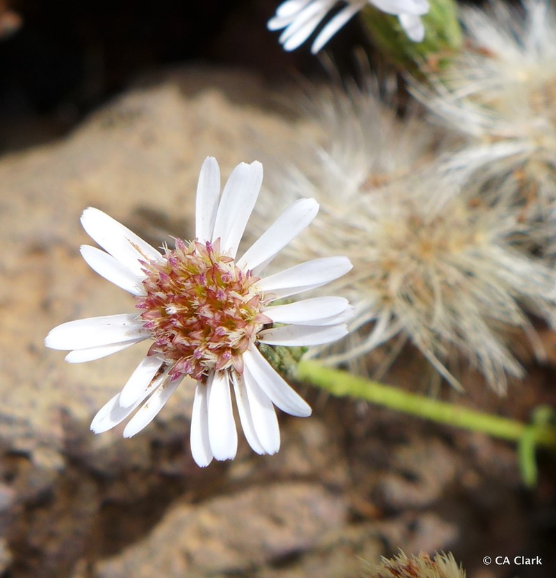 Alpine Tetramolopium photo 8