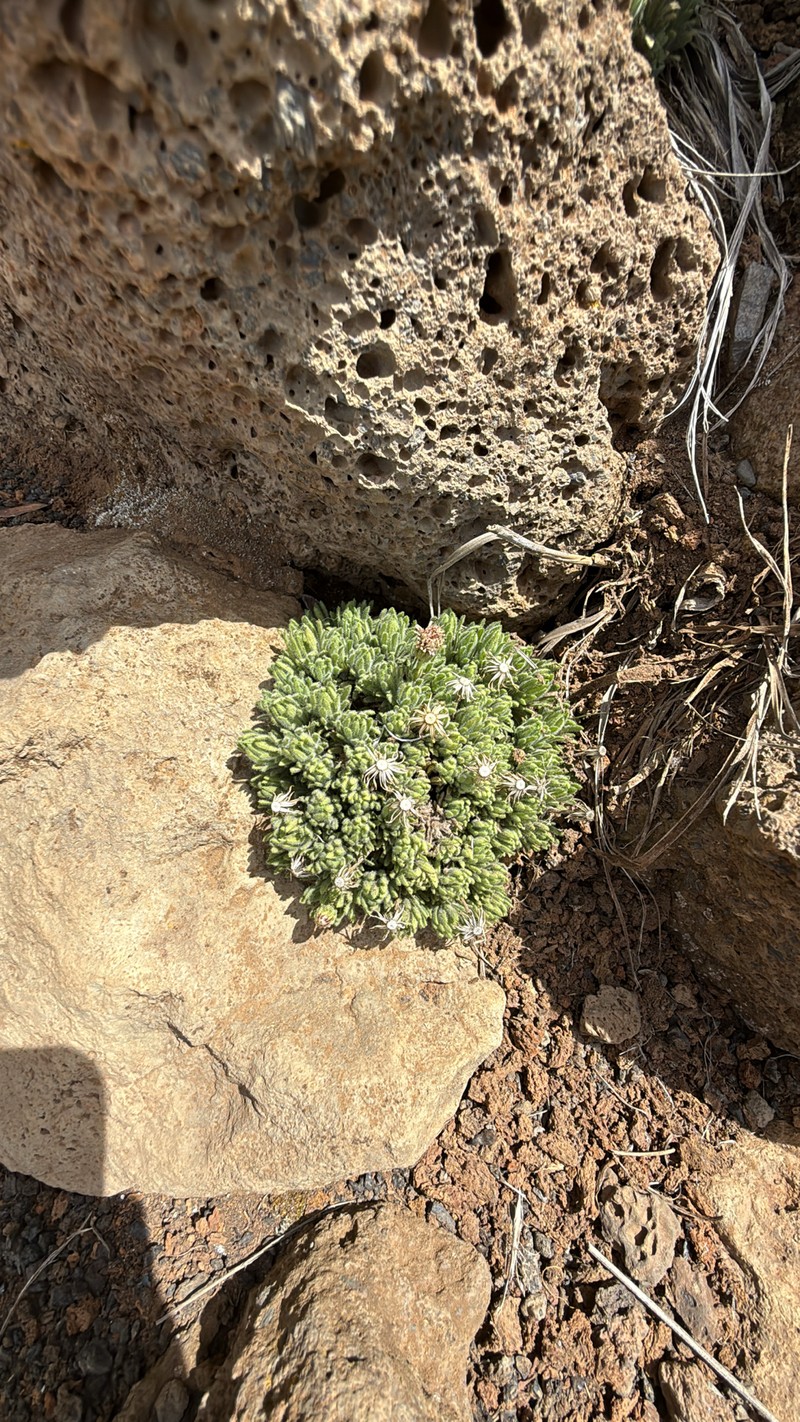 Tetramolopium humile subsp. haleakalae photo 2