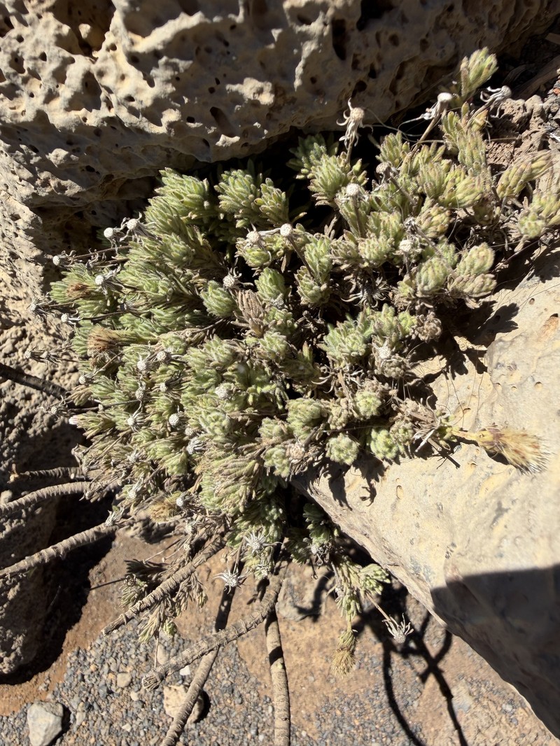 Tetramolopium humile subsp. haleakalae photo 3