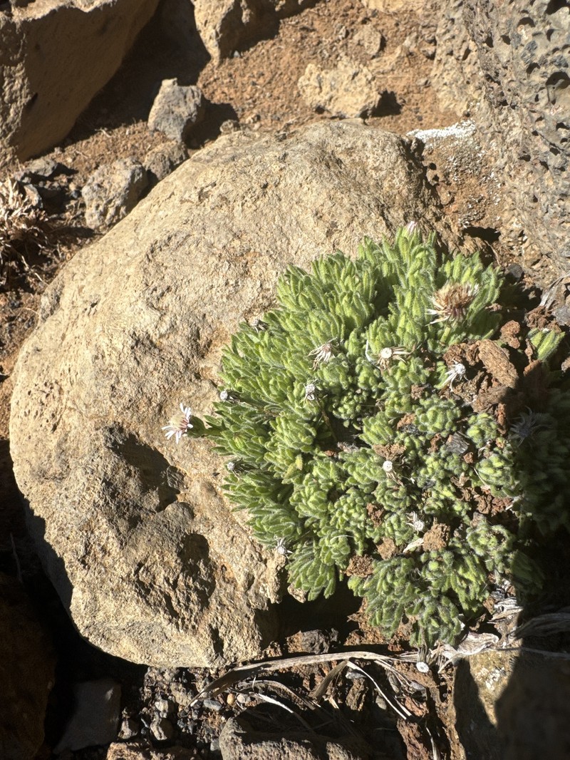 Tetramolopium humile subsp. haleakalae photo 4