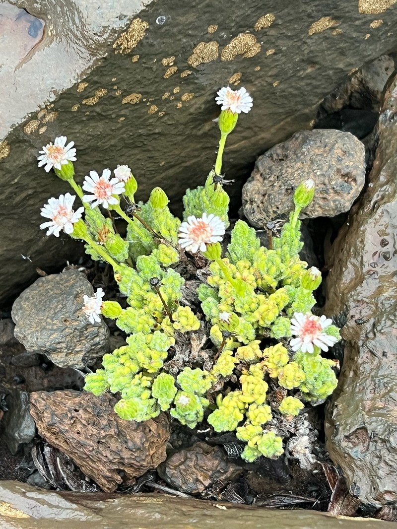 Tetramolopium humile subsp. haleakalae photo 5