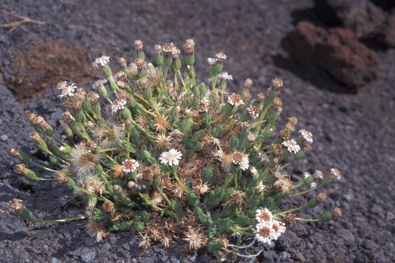 Tetramolopium humile subsp. haleakalae