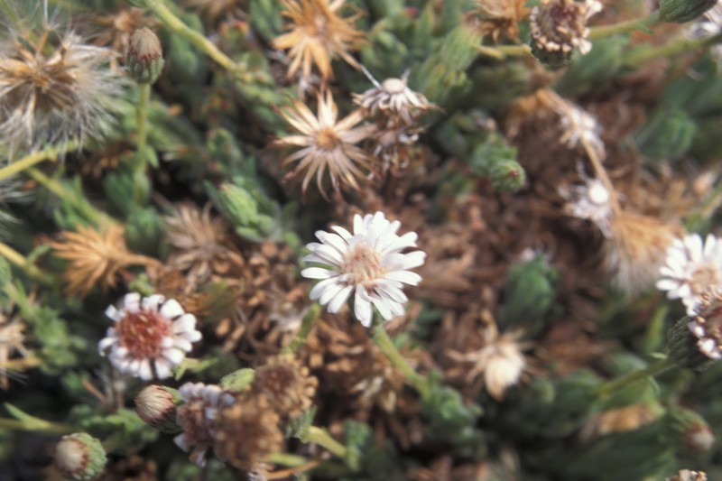 Tetramolopium humile subsp. haleakalae photo 6