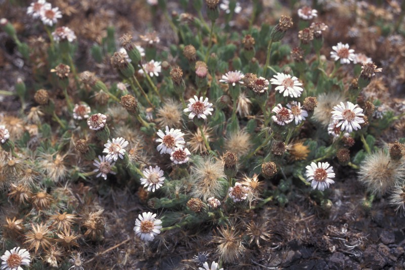 Tetramolopium humile subsp. haleakalae photo 7