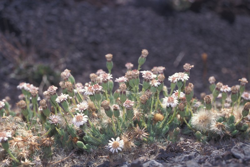 Tetramolopium humile subsp. haleakalae photo 8