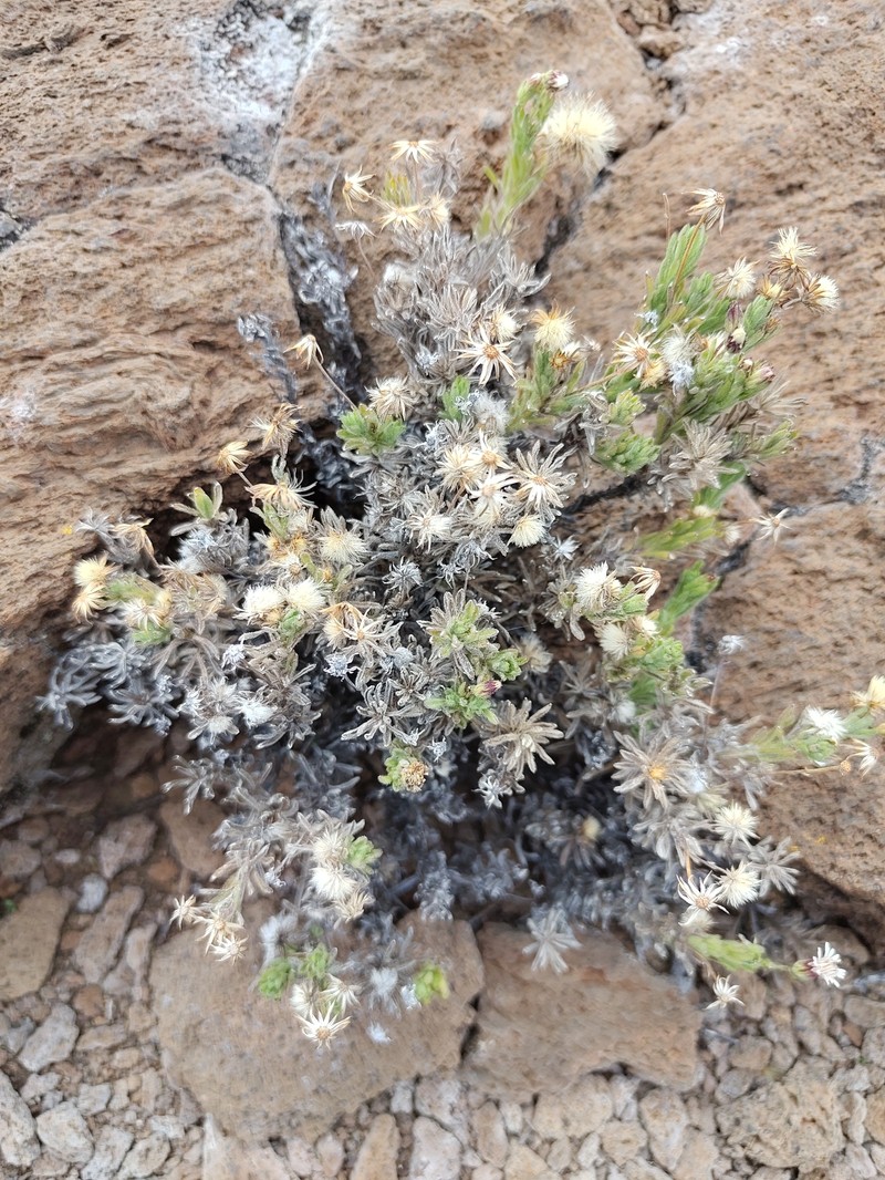 Tetramolopium humile subsp. humile