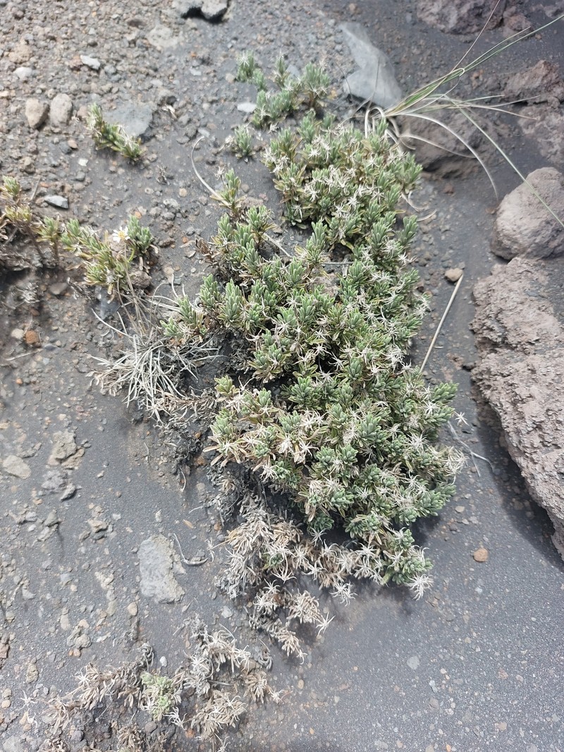 Tetramolopium humile subsp. humile photo 2