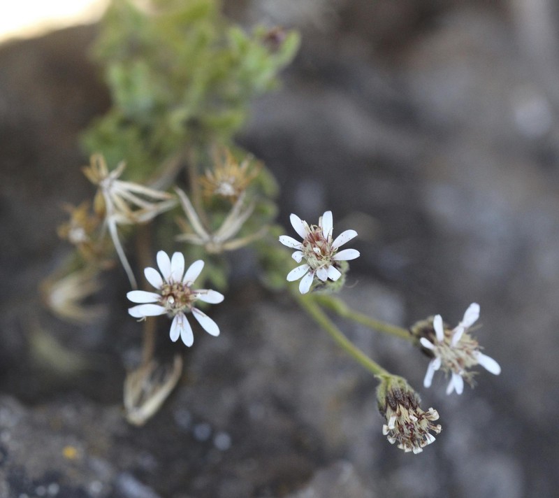 Tetramolopium humile subsp. humile photo 3