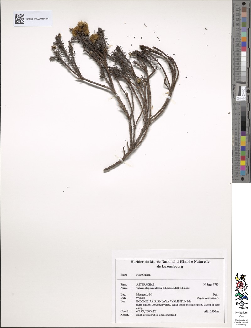 Tetramolopium klossii