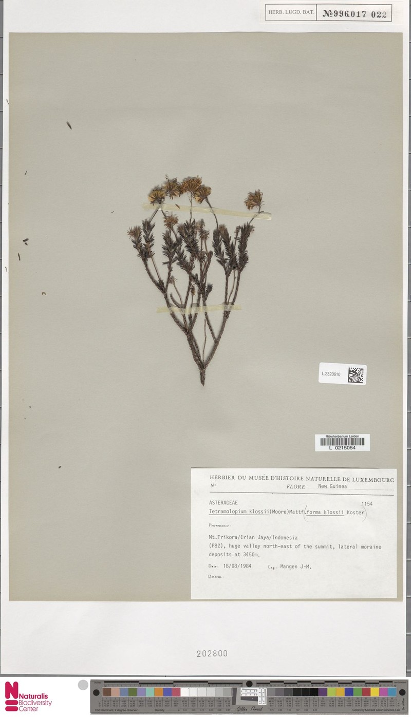 Tetramolopium klossii photo 2