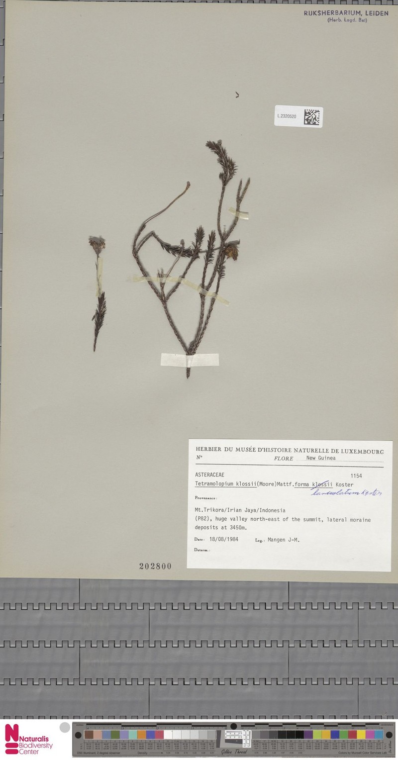 Tetramolopium klossii photo 3