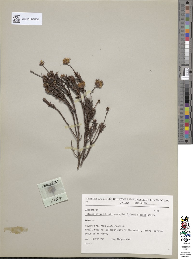 Tetramolopium klossii photo 4