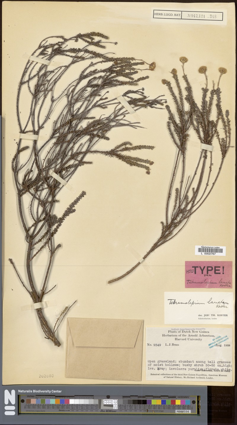 Tetramolopium lanatum