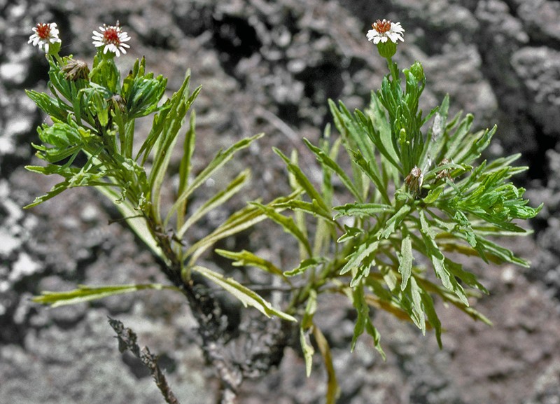 Waianae Range Tetramolopium photo 2