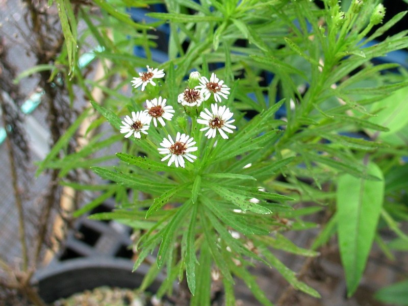 Waianae Range Tetramolopium