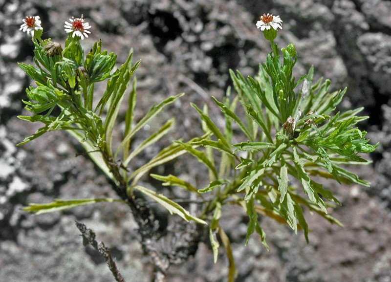 Tetramolopium lepidotum subsp. lepidotum