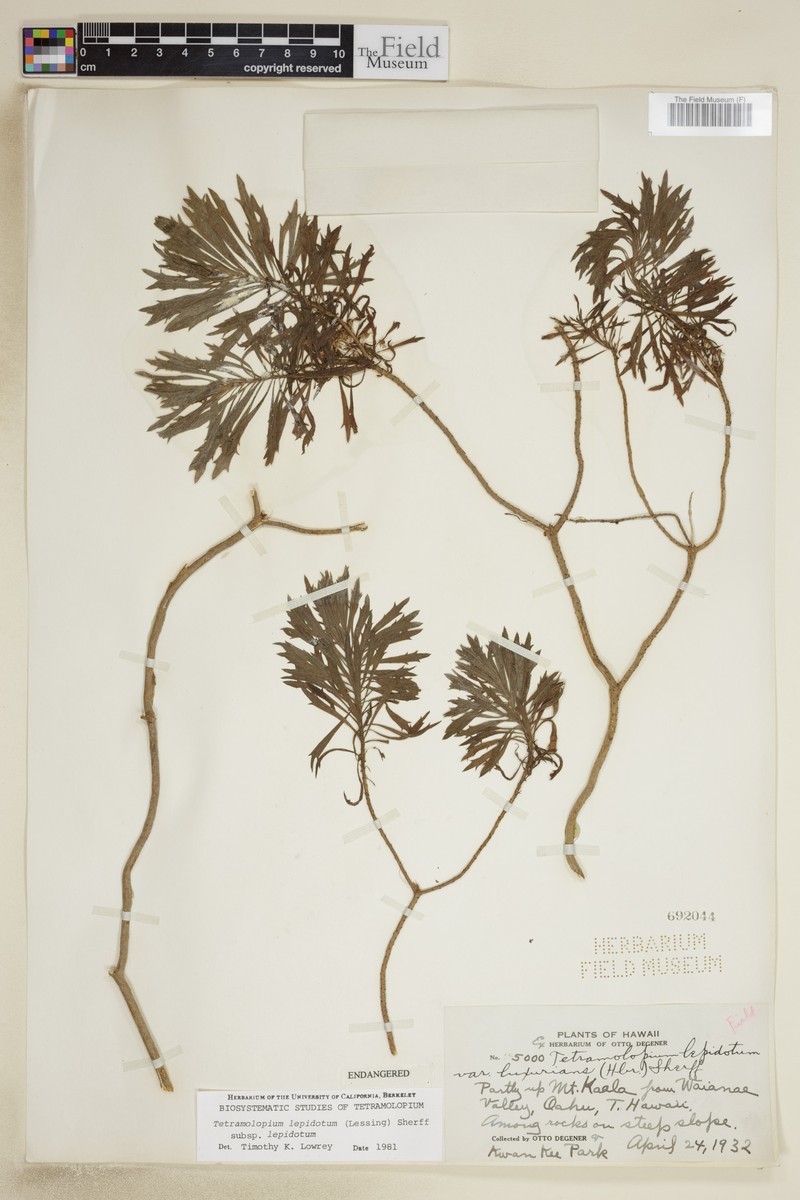 Tetramolopium lepidotum subsp. lepidotum photo 2