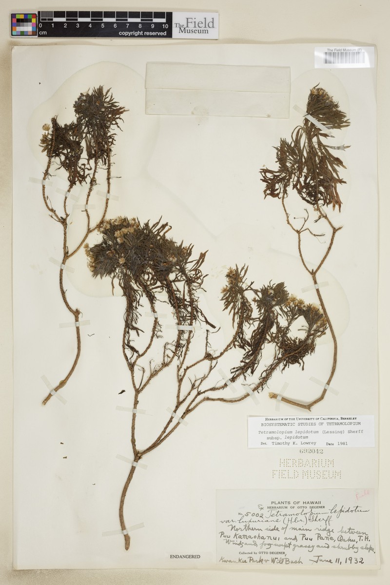 Tetramolopium lepidotum subsp. lepidotum photo 3