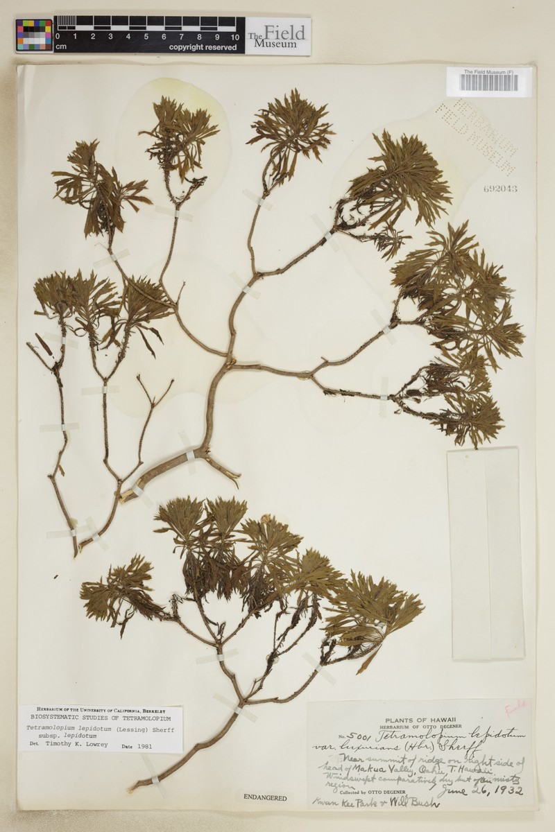 Tetramolopium lepidotum subsp. lepidotum photo 4