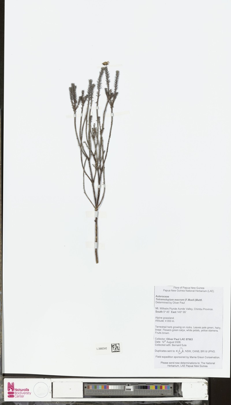 Tetramolopium macrum photo 2