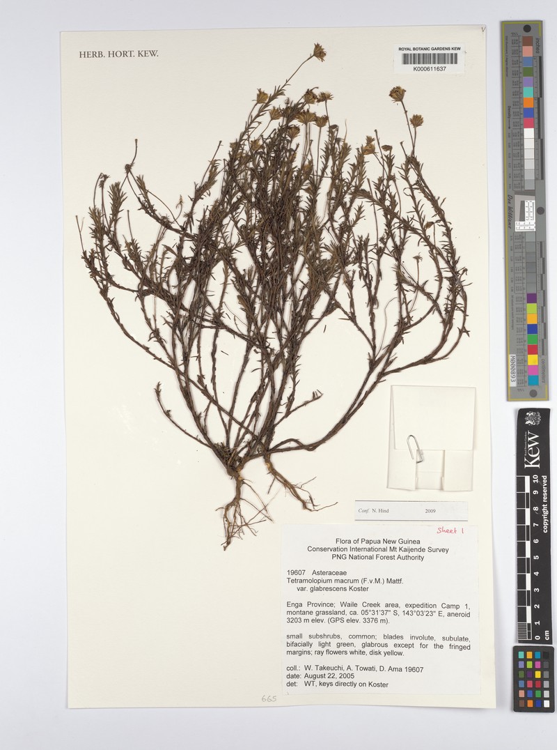 Tetramolopium macrum photo 4