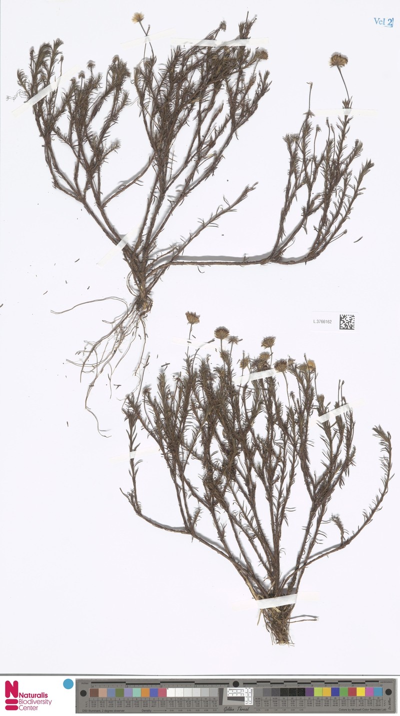 Tetramolopium macrum photo 5