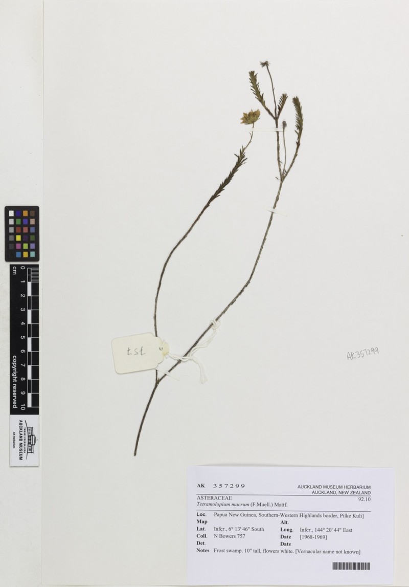 Tetramolopium macrum